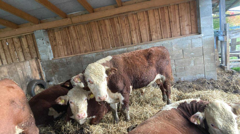Sprzedam byczka hereford