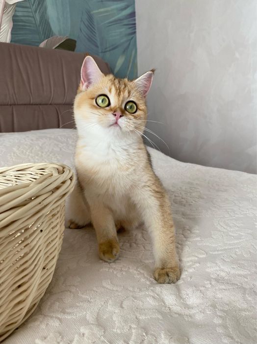 Витончена красота