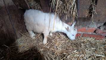 Маленька коза 4 місяці