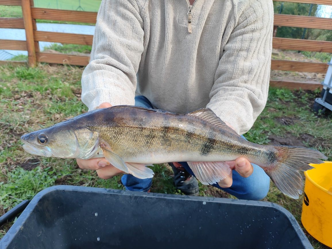 Wylęg karp sum sandacz amur tołpyga karaś lin