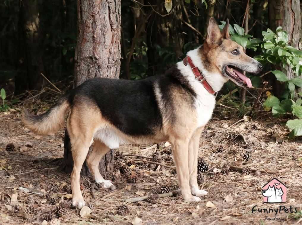 Kuba gaśnie w schronisku... Pomożesz? Adoptujesz?