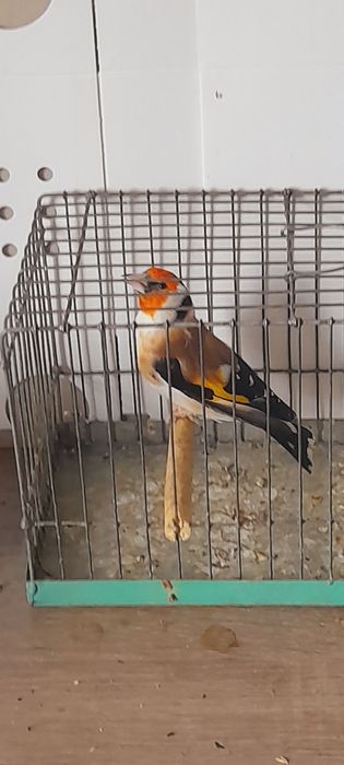 Sprzedam szczygly majory