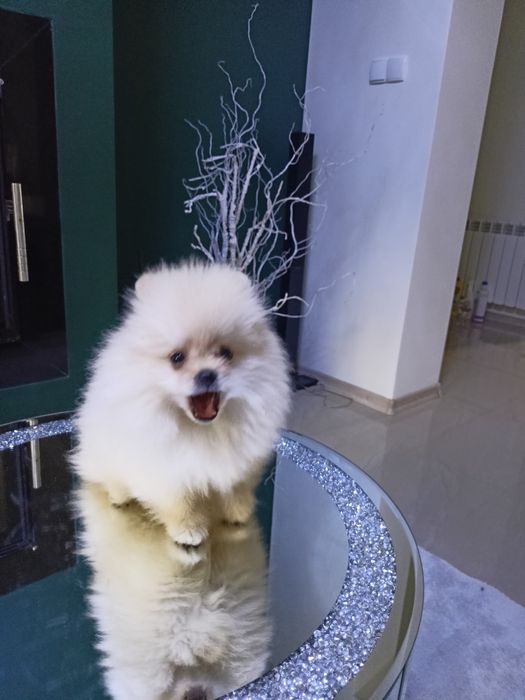 Szpic miniaturowy Pomeranian ZkwP FCI