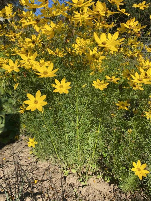 Продам каріапсис