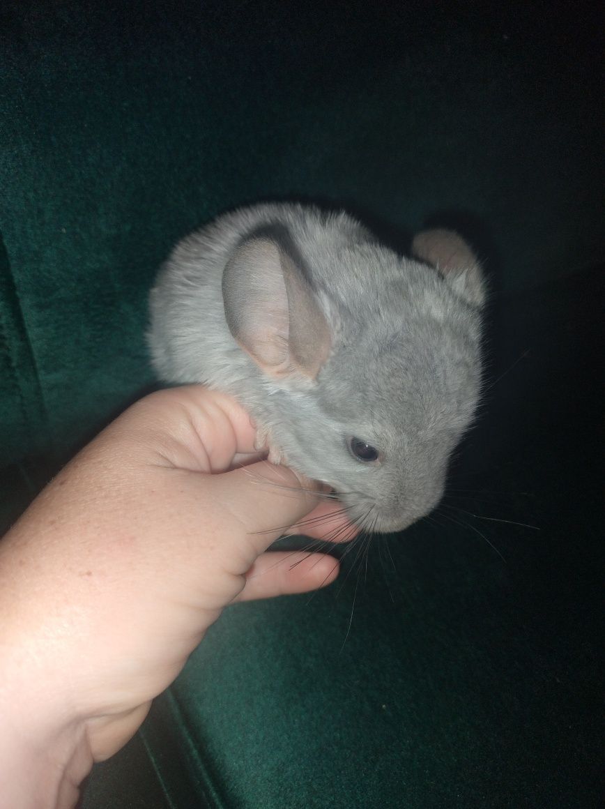 Szynszyl szynszyle blue diamond fioletowy