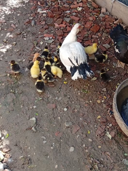 Каченята мускусні німі