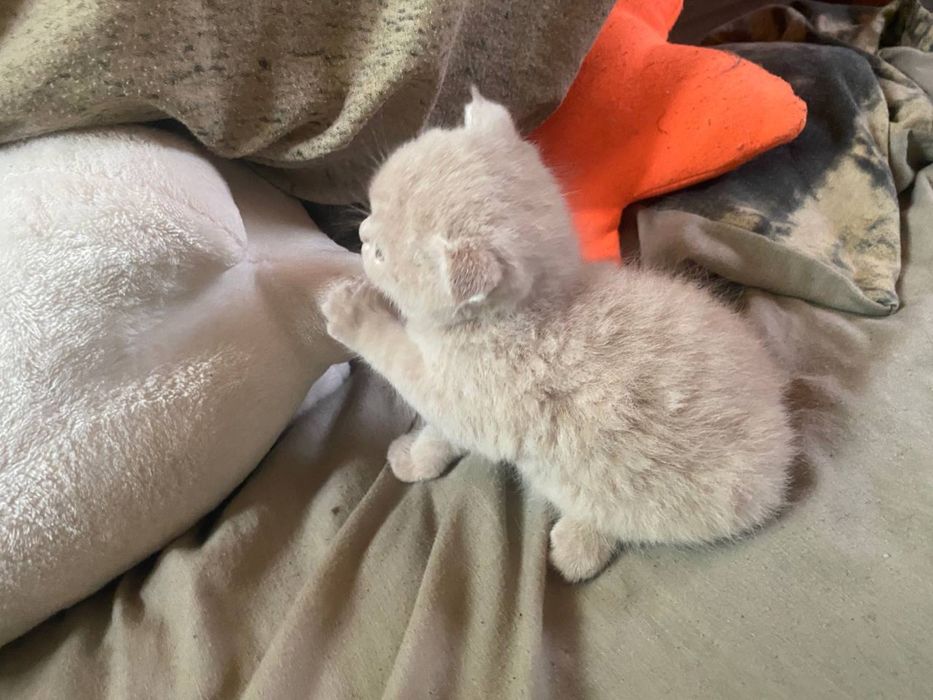 Продам шотландских вислоухих  котят!