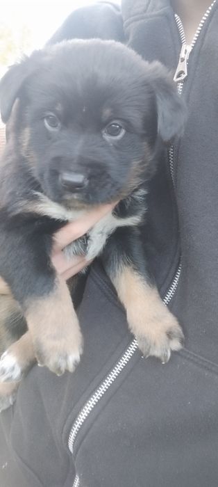 Oddam szczeniaki pinczer miniaturowy mieszany z kundelkiem