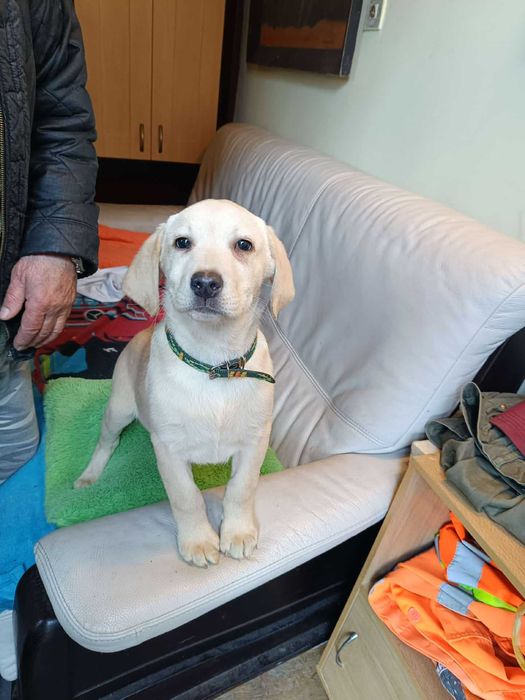 Labrador szczeniak [ jasny ]