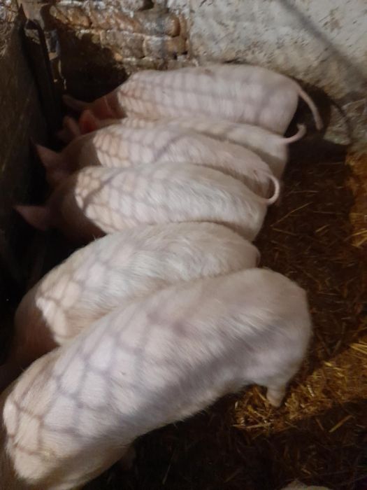 Продам поросята     6-9тижні (22-25кг)
