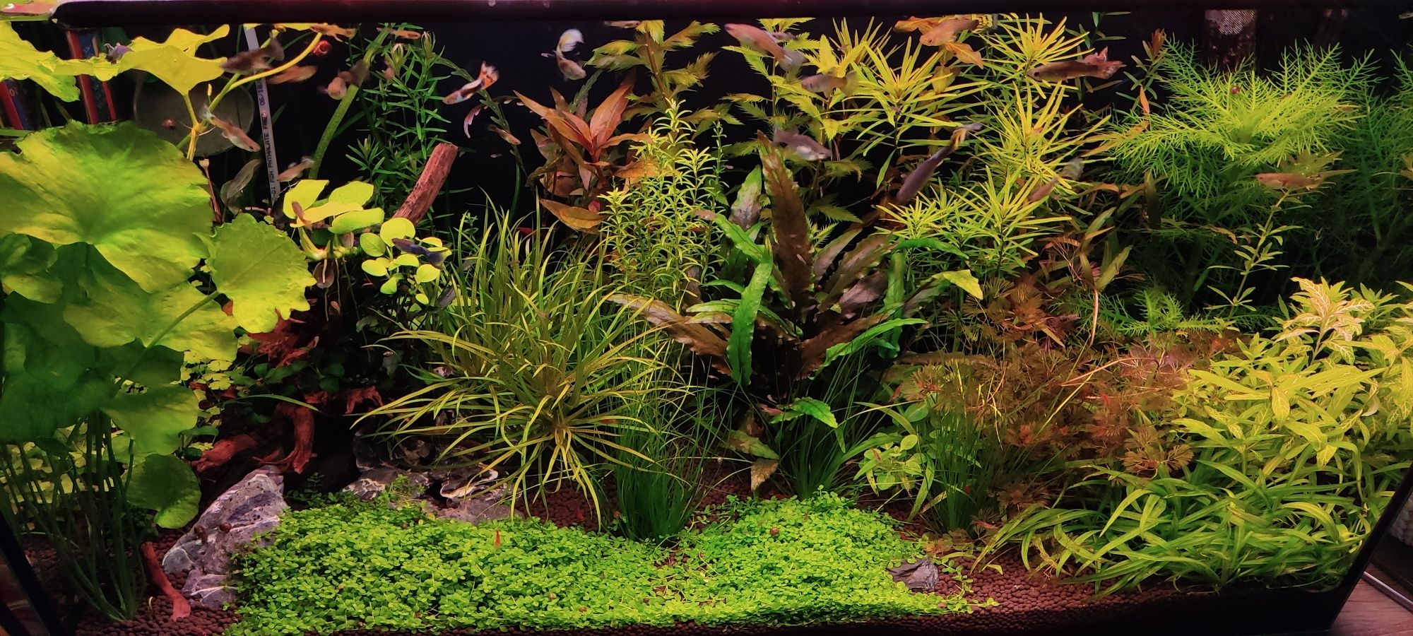 Zamienię rośliny akwariowe