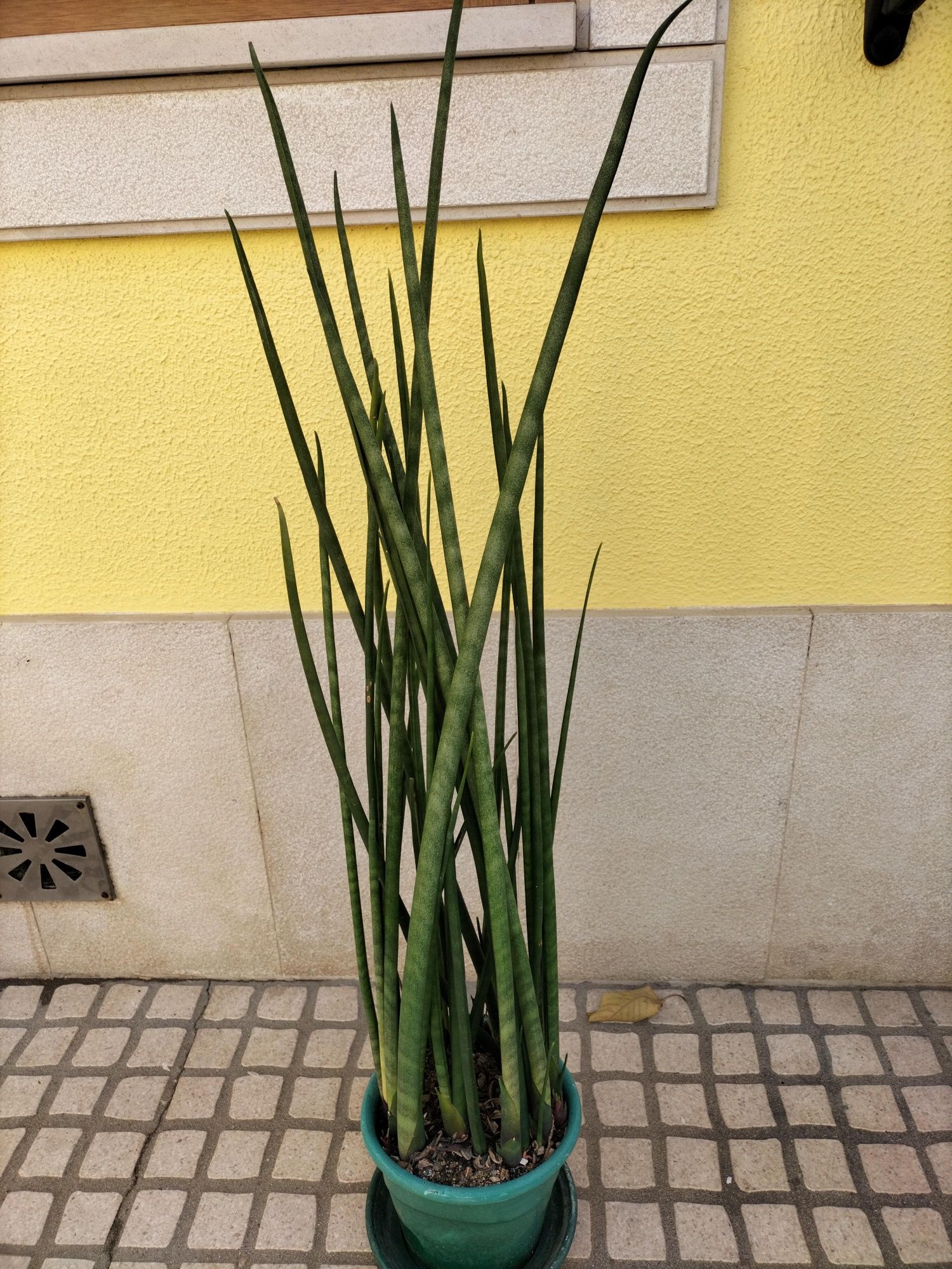 Panta espada cheia de corajem.