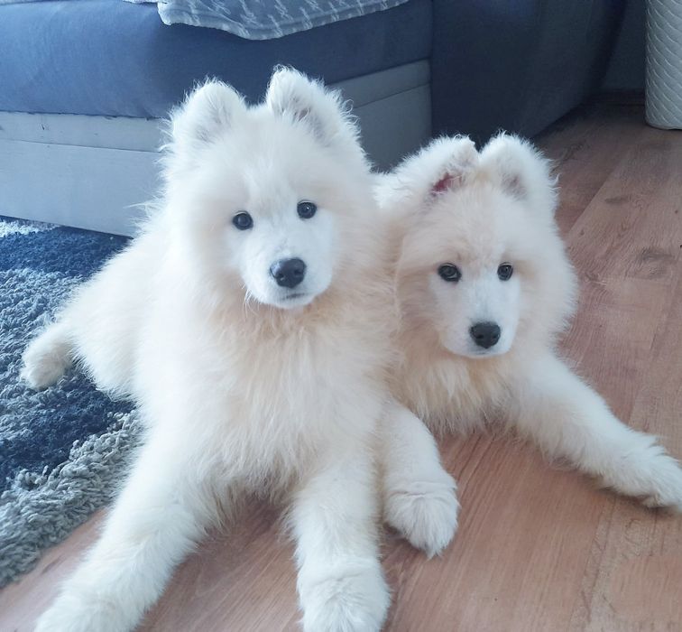 Samoyed urocza dziewczynka