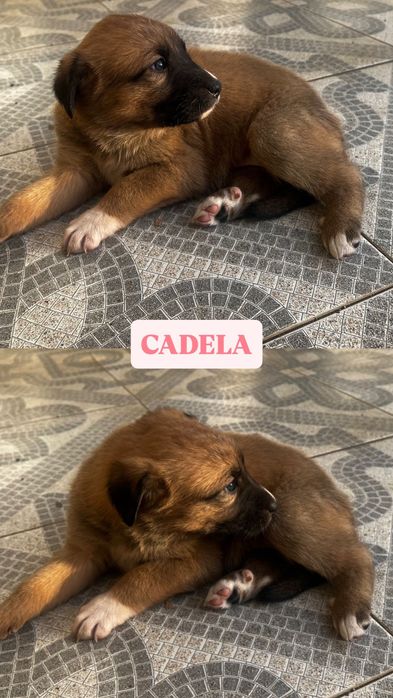 FILHOTE Cadela para adoção