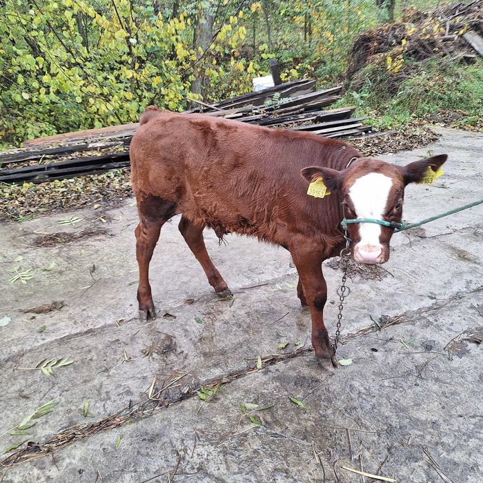 Byczek. Cielak Sprzedam