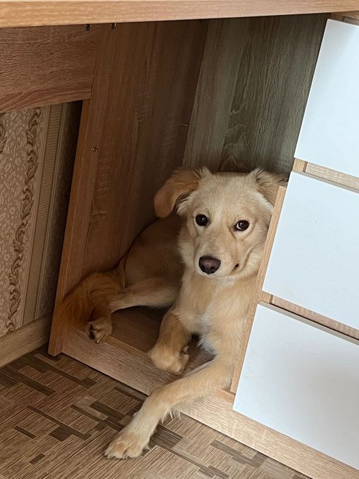 Пес шукає родину
