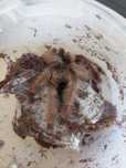 Psalmopoeus pulcher samiec