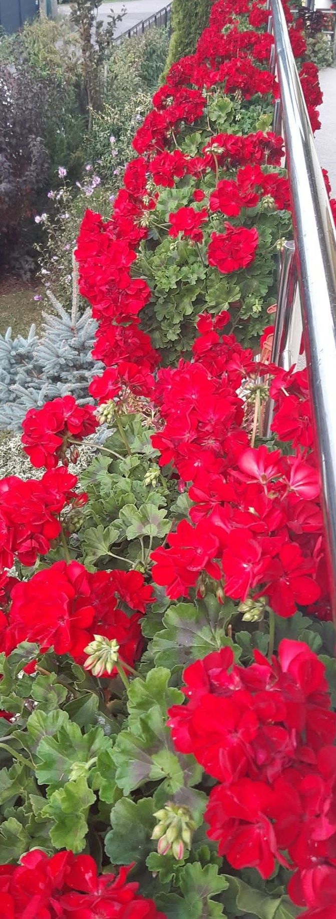 Sadzonki Pelargoni do doniczek na balkony kwitnie do jesieni sadzonki