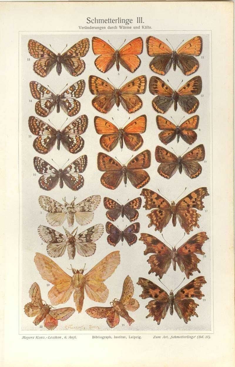 Motyle - Zwierzęta i inne    oryginalne grafiki z  XIX w.