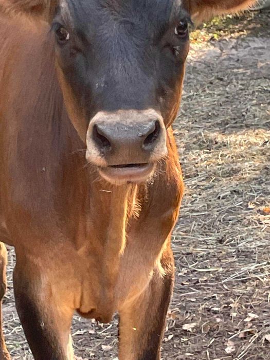 Джерсейськая теличка