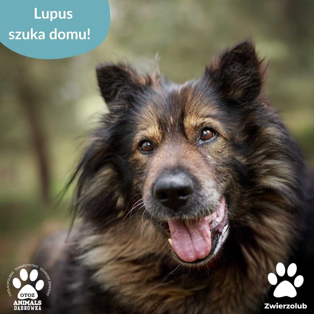 Lupus szuka domu