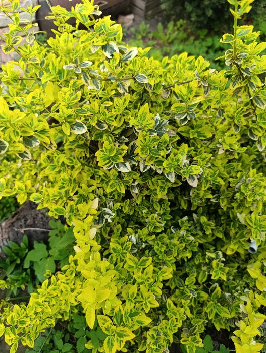 Бересклет форчуна