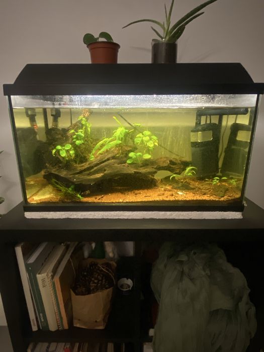 Aquário 60cm Completo
