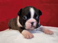 Boston Terrier śliczna suczka ZKwP/FCI