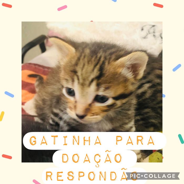 Gatinhos para doação