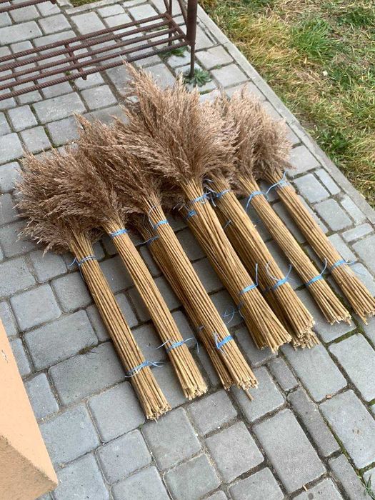 Очерет Декоративний, Пампасна трава, Камиш, Декор для дому