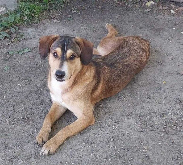 Młody- ok 1,5 roczny  Dolar szuka domu  na zawsze