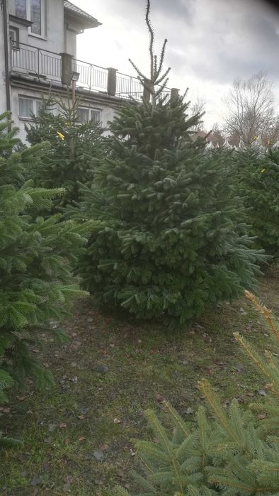 Choinki żywe cięte i w donicy Puławska 416 Dostawa Warszawa okolice