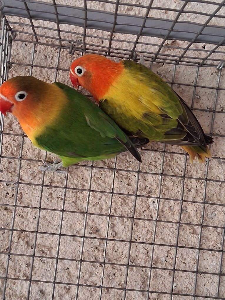 FIchers individuais ou em casais já formados
