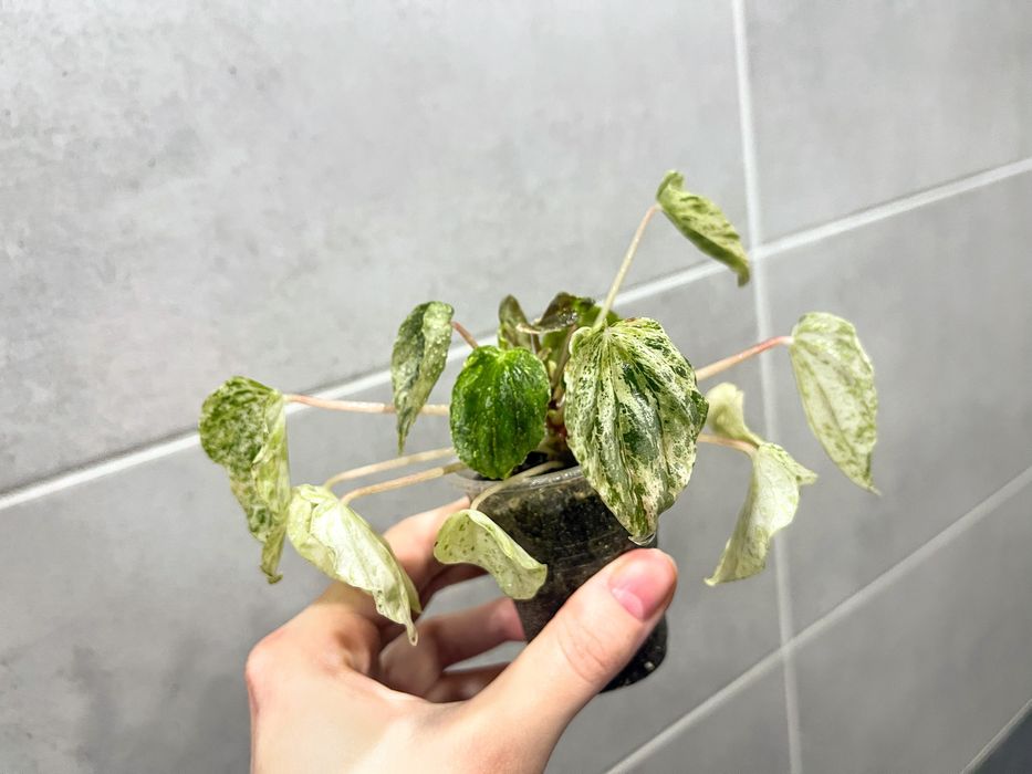 Пеперомия  - комнатное растение