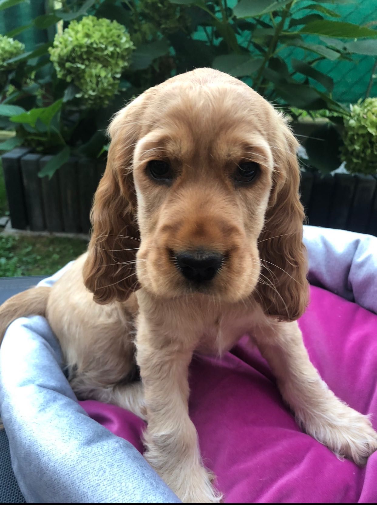 Cocker Spaniel angielski