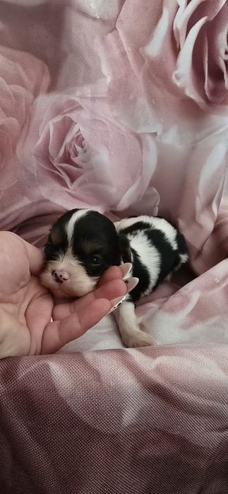 Cavalier king charles spaniel badania genetyczne