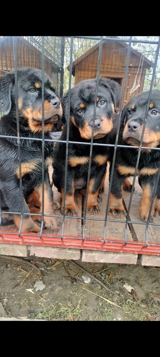 Rottweiler z rodowodem