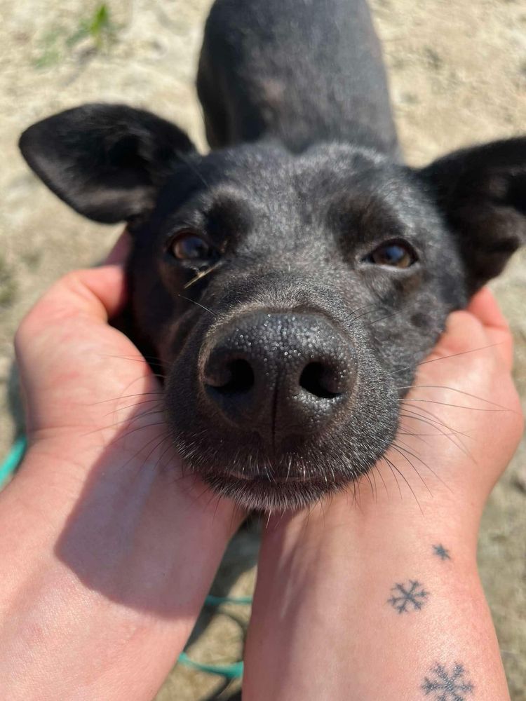 Maly uroczy samiec Kleszczyk do adopcji!