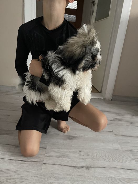 Śliczny szczeniak piesek shih tzu