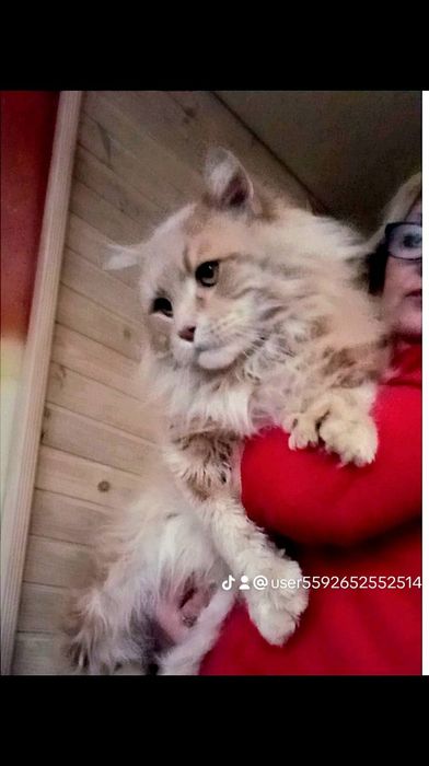 Мейн-кун  Полидакт котята мальчики и девочки