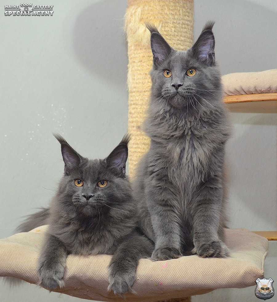 Niebieski kocurek Maine Coon FPL / FIFe; przebadani rodzice
