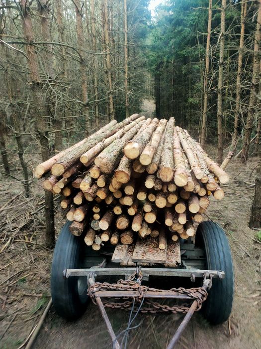Stemple budowlane sosna