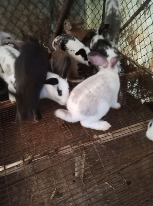 Coelhos caseiros