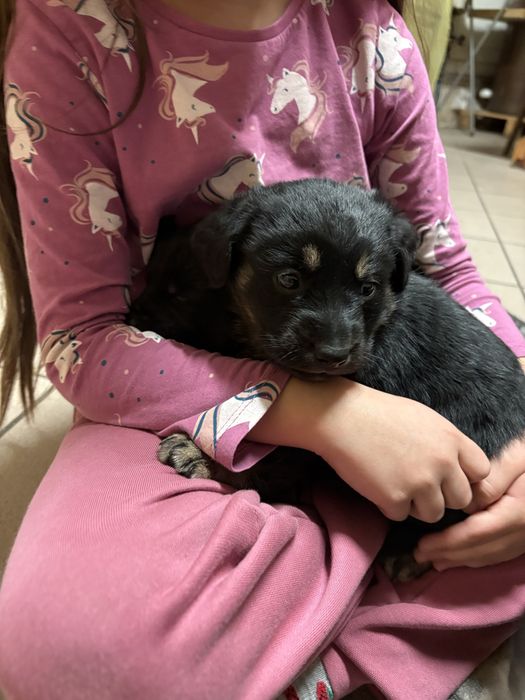 Oddam w dobre rece szczeniaki