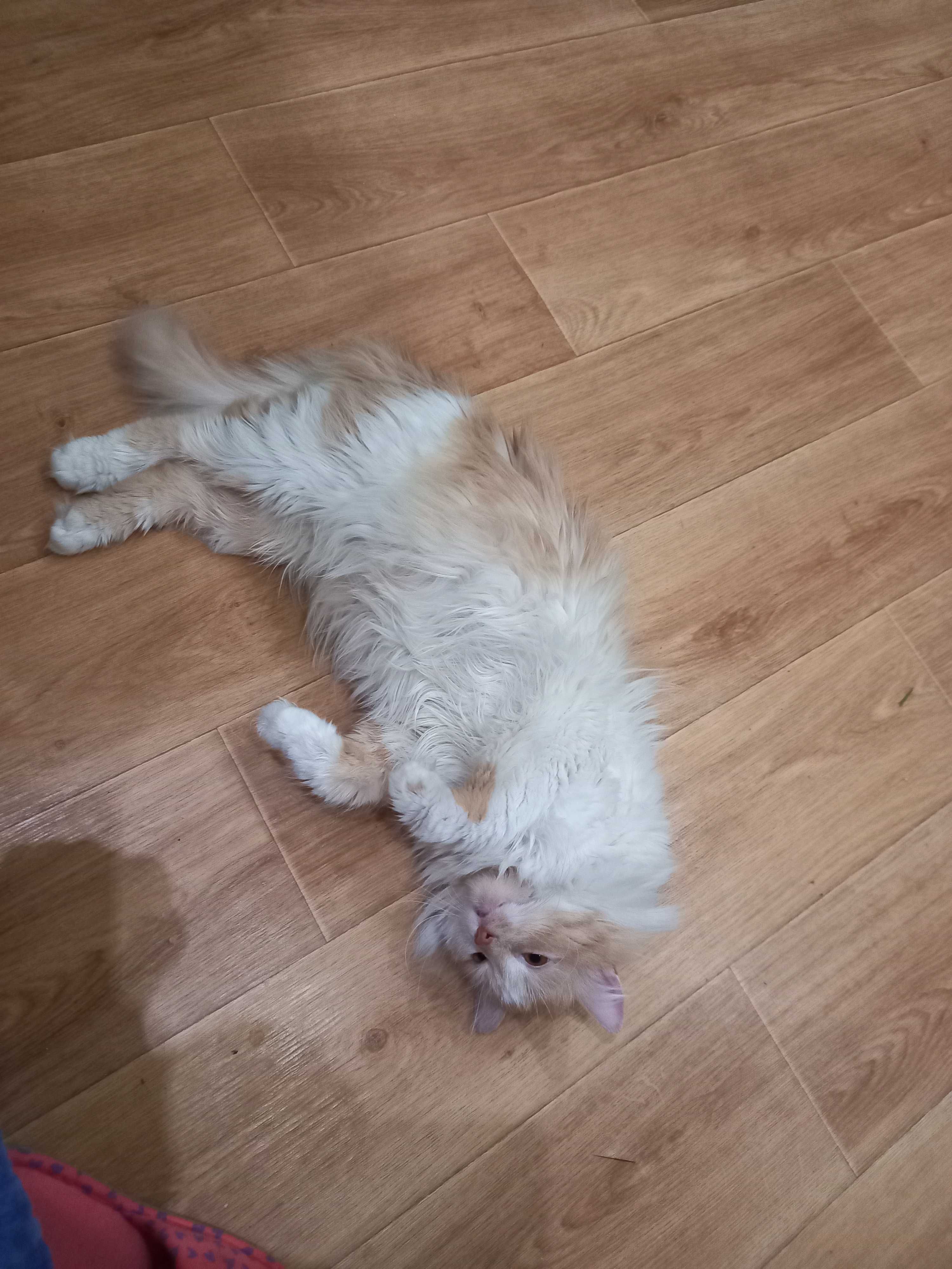 Котик-компаньон в гарну родину