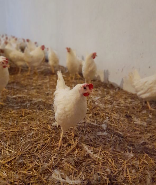 Kury Nioski Leghorn 24tyg z jajkiem Leghorny