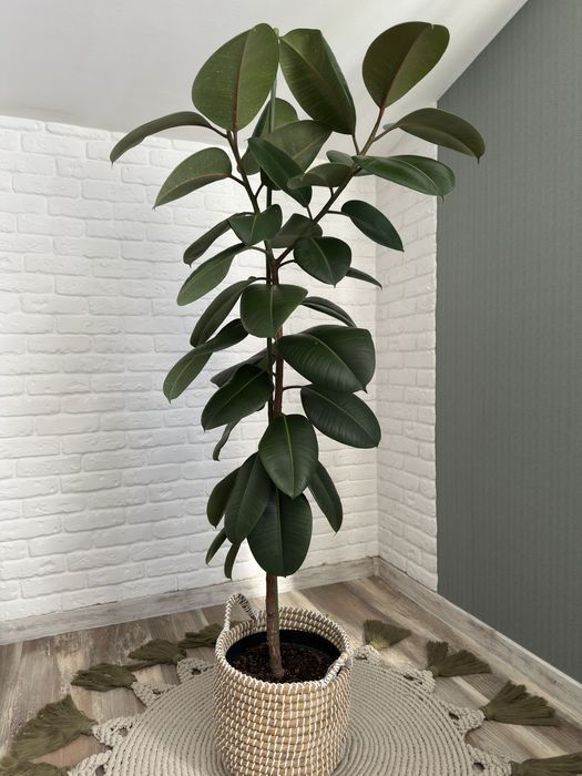 Фікус каучуконосний