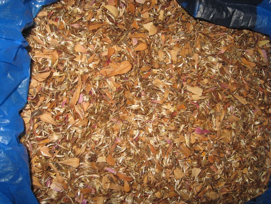 Семена насіння чорнобривці бархатци майори