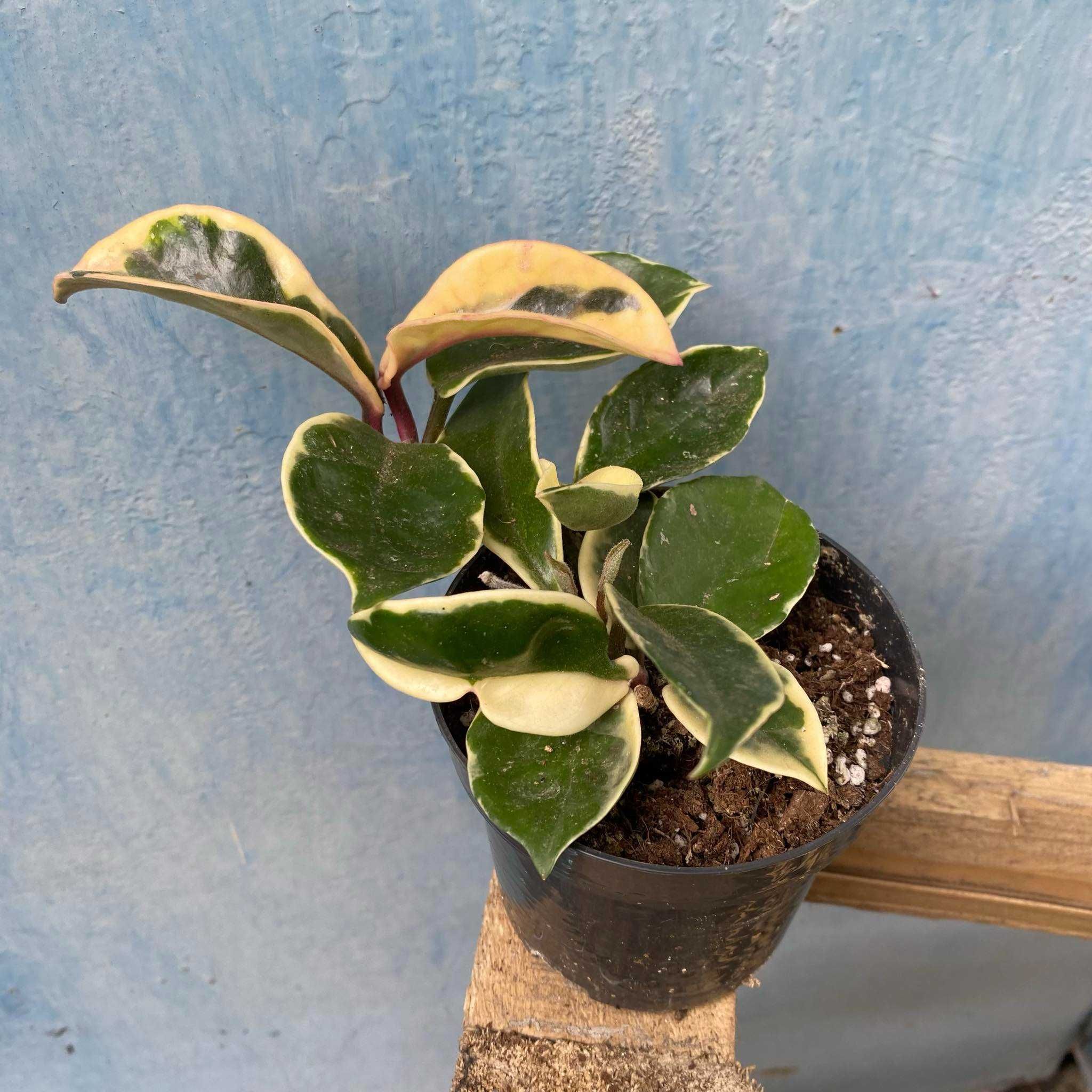 Hoya Carnosa Tricolor (woskownica)