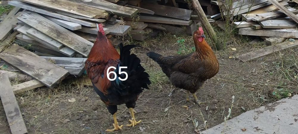 Sprzedam tegoroczne koguty w różnym wieku trzy karmazyn raz Amarok
